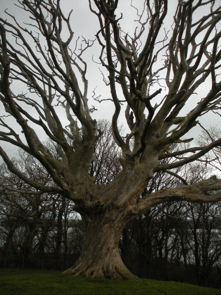 dark tree